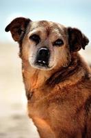 luie hond op het strand foto