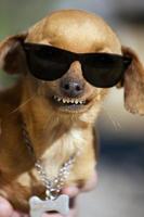 hond met rare glimlach en donkere bril foto