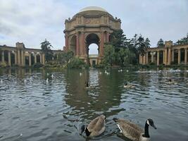 eenden zwemmen in de vijver in voorkant van de paleis van prima kunsten in san francisco Californië foto