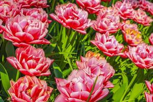 roze paarse tulpen narcissen in keukenhof park lisse holland nederland foto