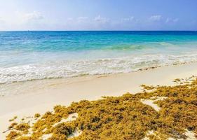 rood zeewier sargazo strand punta esmeralda playa del carmen mexico foto