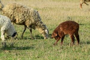 schapen in de wei foto