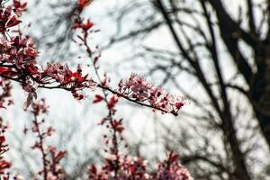 roze prunus cerasifera pissardii bloemen bloeiend in lente, detailopname visie foto
