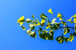 ginkgo boom of ginkgo biloba of ginkgo met helder groen nieuw bladeren. foto