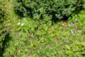 fragment van een Afdeling met bloemknoppen van rosa spinosissima in vroeg lente, algemeen bekend net zo de rosa pimpinellifolia. foto