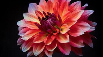 levendig dahlia bloesem een symbool van schoonheid in natuur foto