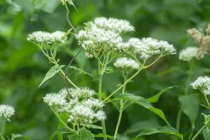 wit bloem met groen bladeren achtergrond. perfect voor natuur achtergrond foto