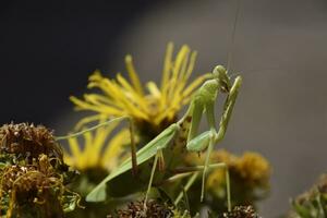 de vrouw bidsprinkhaan religies. roofzuchtig insecten bidsprinkhaan foto