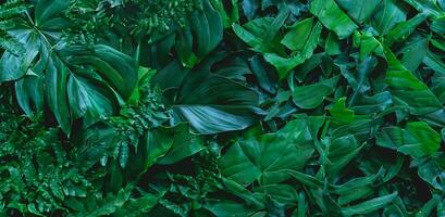 detailopname natuur visie van groen monstera blad en palmen achtergrond. vlak leggen, donker natuur concept, tropisch blad foto