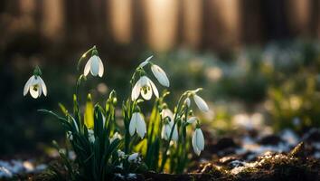 ai gegenereerd mooi sneeuwklokje bloem dichtbij omhoog foto