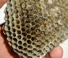 de nest is esp, Pools. de esp nest Bij de einde van de fokken seizoen. aandelen van honing in honingraten. esp honing. vespa foto