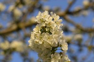 prunus avium bloeiend kers. kers bloemen Aan een boom Afdeling foto