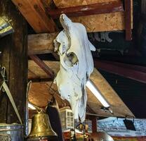 schedel van een stier blijft hangen onder de dak van een schuur. koe botten. foto