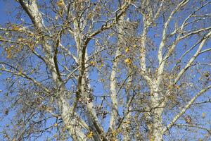 achtergrond van de takken van een zilver populier. herfst boom. foto