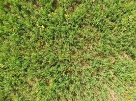 veld- van jong erwten. erwten Aan de veld- is groeien. peulvruchten in de veld- foto