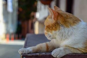 rood kat aan het liegen Aan de doos. rood kat portret foto