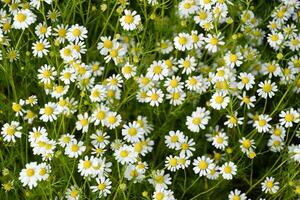 glade van bloemen van kamilles. foto