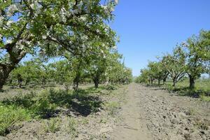 bloeiend appel boomgaard. volwassen bomen bloeien in de appel boomgaard. fruit tuin foto