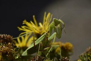 de vrouw bidsprinkhaan religies. roofzuchtig insecten bidsprinkhaan foto