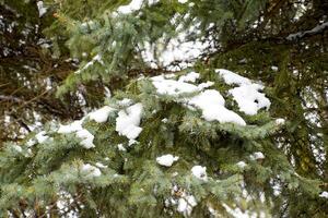 de takken waren spar, gedekt met sneeuw. winter in de taiga. foto