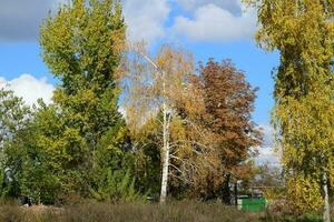 verzameling van prachtige kleurrijke herfstbladeren foto