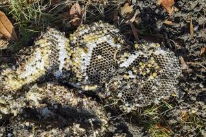 vernietigd horzel nest. getrokken Aan de oppervlakte van een honingraat horzel nest. larven en poppen van wespen. vespula vulgaris foto