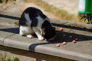 dakloos katten voeden stukken van worstjes Aan intomen. foto