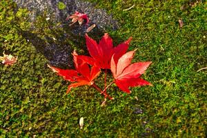 rood bladeren Aan de grond Bij de park in Kyoto in herfst detailopname foto