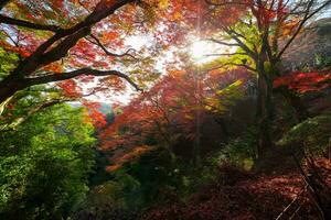 rood bladeren Bij kasagiyama momiji park in Kyoto in herfst foto