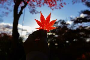 rood blad met hand- Bij kasagiyama momiji park in Kyoto in herfst Bij schemer foto