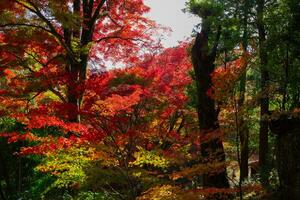 rood bladeren Bij kasagiyama momiji park in Kyoto in herfst foto