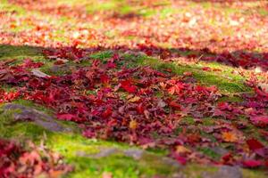 rood bladeren Aan de grond Bij de Woud in herfst foto