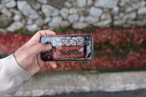 een smartphone het schieten opgestapeld omhoog rood bladeren in de versmallen goot in herfst foto