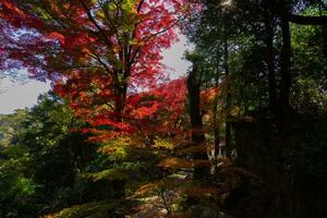 rood bladeren Bij kasagiyama momiji park in Kyoto in herfst foto