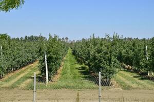 appel boomgaard. rijen van bomen en de fruit van de grond onder t foto