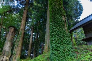 een mooi hoog ceder boom Bij de platteland in Japan telefoto schot foto