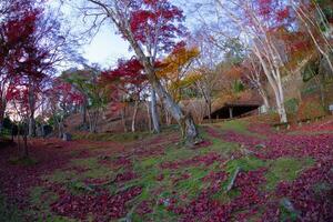 rood bladeren Bij kasagiyama momiji park in Kyoto in herfst vis oog schot foto