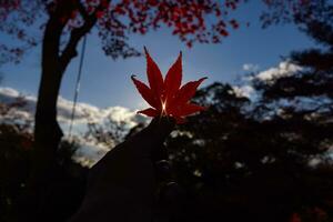 rood blad met hand- Bij kasagiyama momiji park in Kyoto in herfst Bij schemer foto