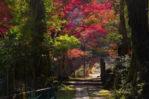 rood bladeren Bij kasagiyama momiji park in Kyoto in herfst foto