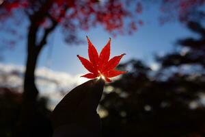 rood blad met hand- Bij kasagiyama momiji park in Kyoto in herfst Bij schemer foto