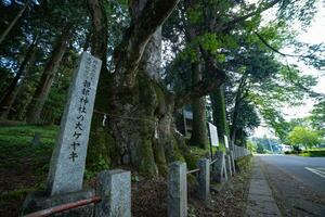 een Japans zelkova boom in voorkant van de altaar Bij de platteland foto