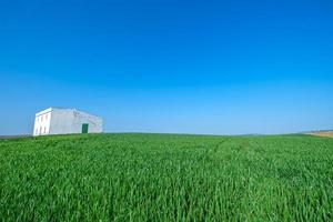 wit huis op groen gezaaid veld met blauwe lucht