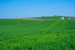 landbouwgrond met gewassen en een witte schuur foto