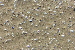 natuurlijk zand oppervlakte met schelp fragmenten voor gebruik net zo een achtergrond foto