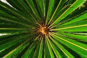 cycas revoluta of sago palm of Japans cycad top visie achtergrond foto