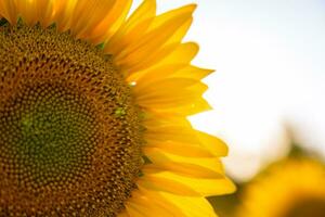 zonnebloem detailopname visie met kopiëren ruimte voor teksten. foto