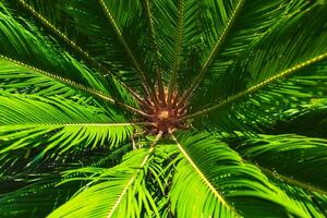 sago palm of cycas revoluta of japans cycad achtergrond foto