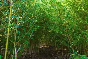 weinig bamboe bomen in een park van grond visie. foto