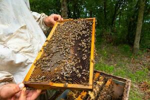 imker of bijster op zoek een honingraat kader welke is getrokken uit een bijenkorf foto