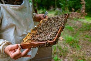 bijen Aan de honingraat kader Aan de imkers handen in bijenstal foto